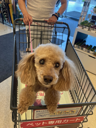 画像：愛犬モカ2