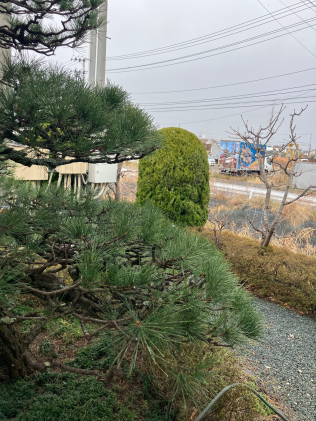 画像：寒に入って1