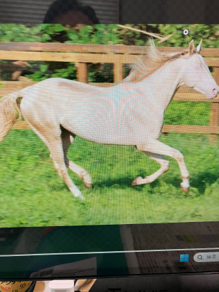 画像：午年の決意2